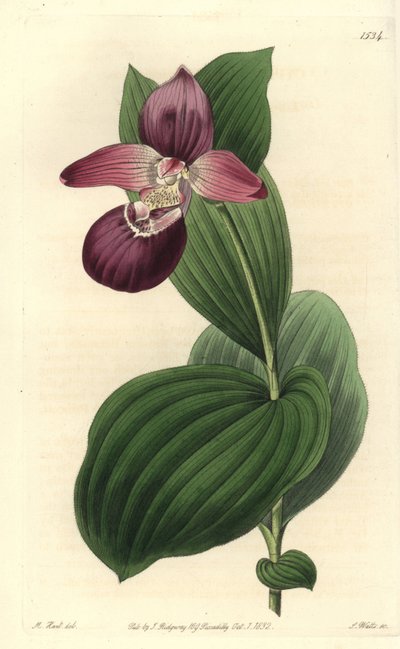 Orchidée sabot de Vénus à grandes fleurs - Cypripedium macranthos - Sydenham Teast Edwards