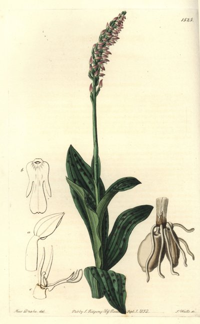 Orchidée neotine - Neotinea maculata - Sydenham Teast Edwards