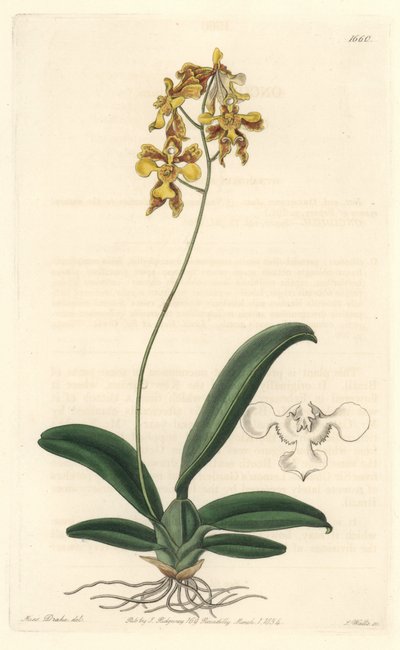 Orchidée oncidium jaune, originaire du Brésil - Eau-forte par S. Watts d