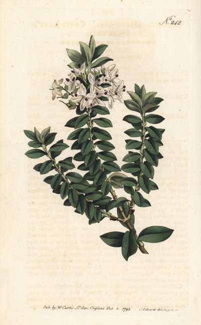 Myrte d