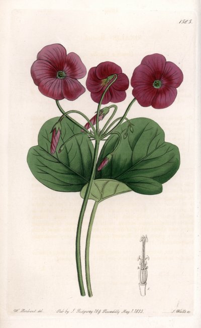 Oxalis de Bowie - Gravure de S. Watts, d