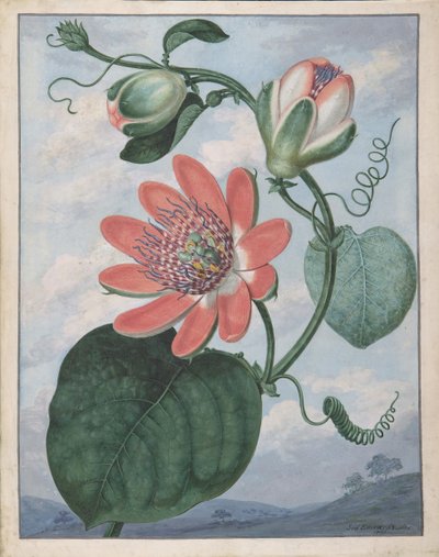 Fleur de la passion, 1799 - Sydenham Teast Edwards