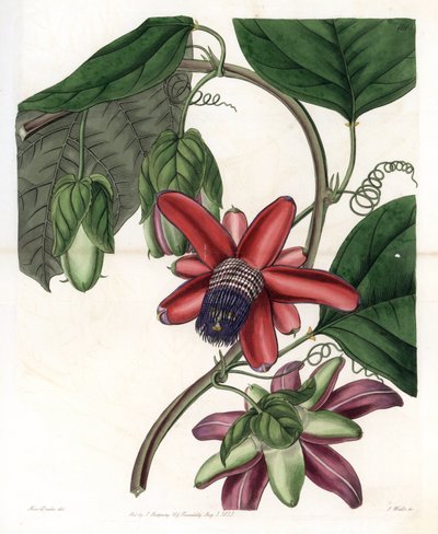 Passion variété - Sydenham Teast Edwards
