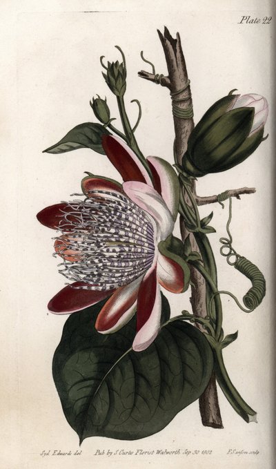 Passiflore, bourgeon et fleur - Sydenham Teast Edwards