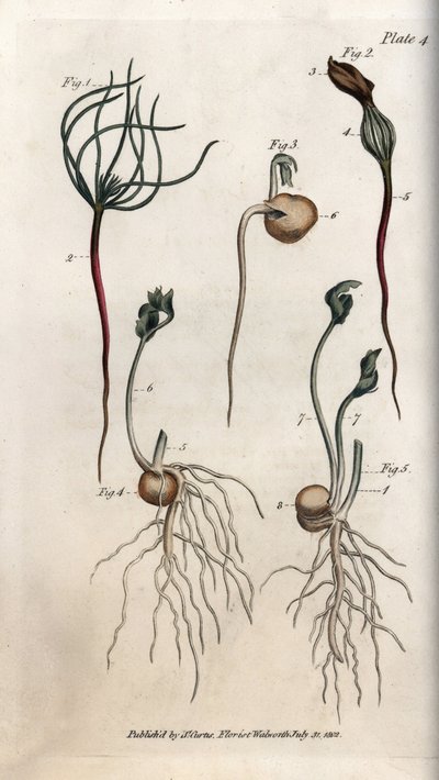 Pois, graine légumineuse ayant différents stades de germination. Gravure sur cuivre coloriée, illustration de Sydenham Edwards (1768-1819) pour les conférences de botanique, jardin botanique de Lambeth (Angleterre) - Sydenham Teast Edwards