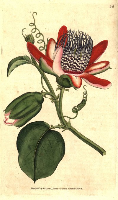 Grenadille parfumée - Passiflora alata - Sydenham Teast Edwards
