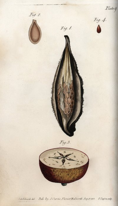 Péricarpe de l