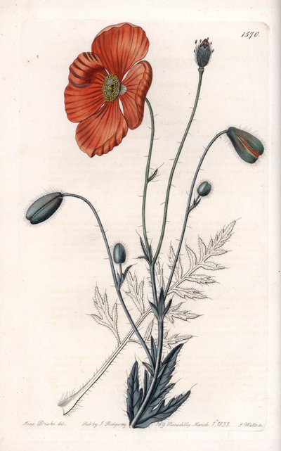 Pavot persan variété - Gravé par S. Watts, d