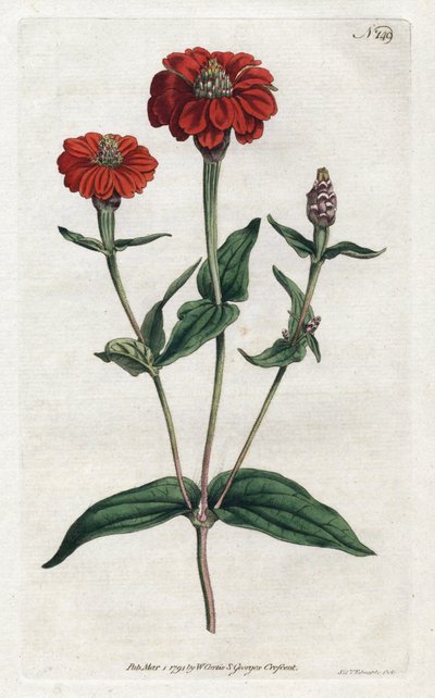 Zinnia péruvienne ou bresine - Lithographie de Sydenham Edwards, du Botanical Magazine de William Curtis - Sydenham Teast Edwards