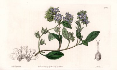 Phacelia, endémique de Californie - Gravé par S. Watts, d