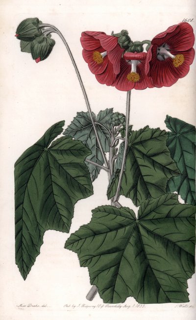 Phymosia variété, fleurs rouges, originaire du Mexique - Sydenham Teast Edwards