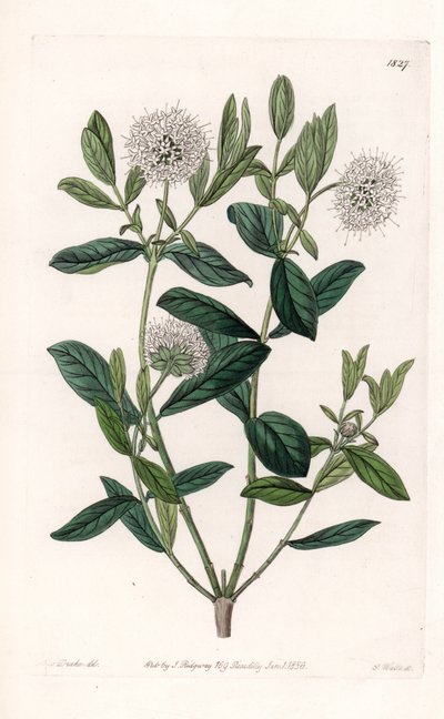 Pimelea Variete - du Botanical Register de Sydenham Edwards - Sydenham Teast Edwards
