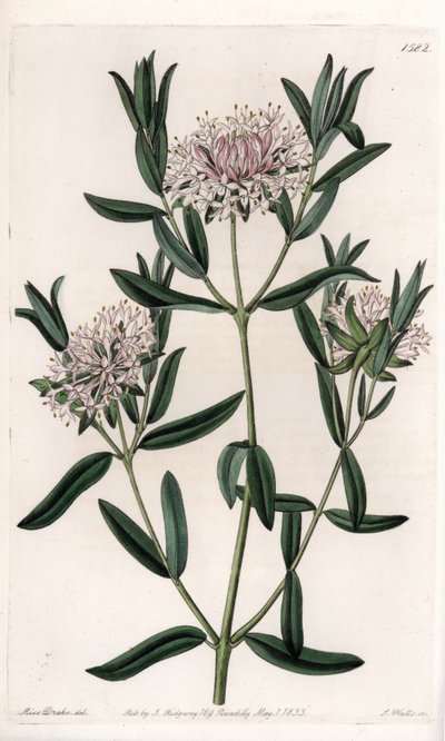 Pimelea sylvestris, originaire d