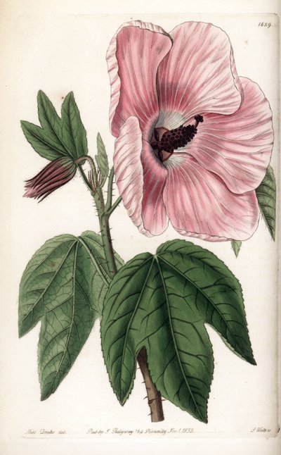 Hibiscus rose - Gravure de S. Watts, d
