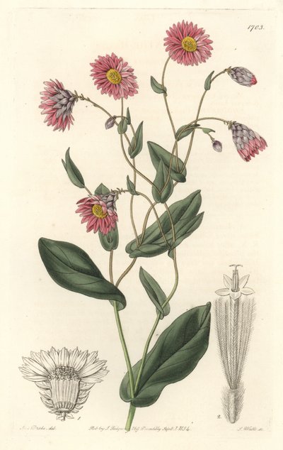 Rhodanthe rose, originaire d