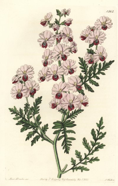 Orchidée du pauvre - Sydenham Teast Edwards