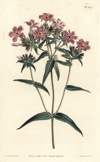 Phlox des prairies, Phlox pilosa - Sydenham Teast Edwards