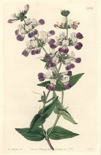 Pagode chinoise violette, originaire de Californie - du Botanical Register - Sydenham Teast Edwards