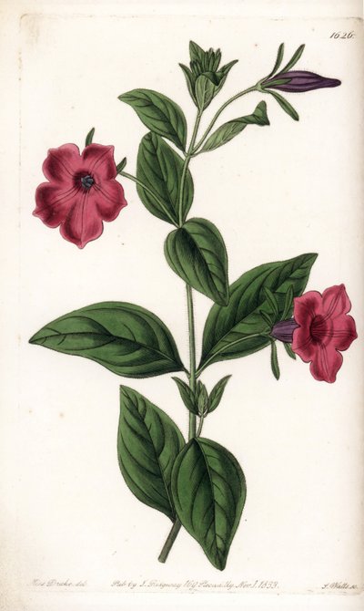 Pétunia à fleurs pourpres - Sydenham Teast Edwards