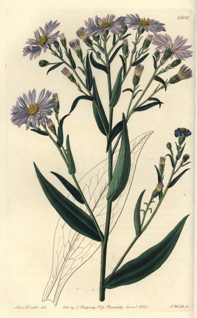 Variété d
