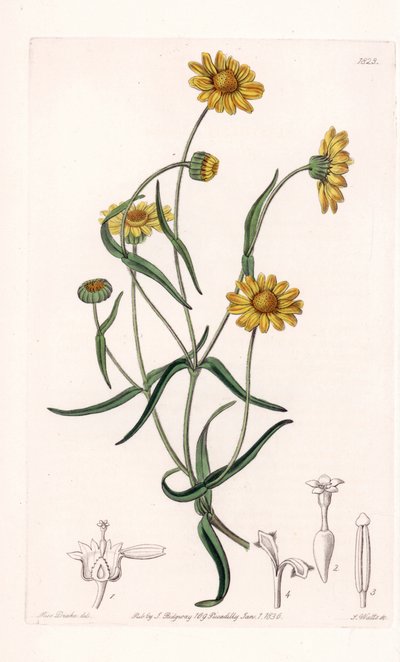 Reine Marguerite de Californie - Gravure par S. Watts d