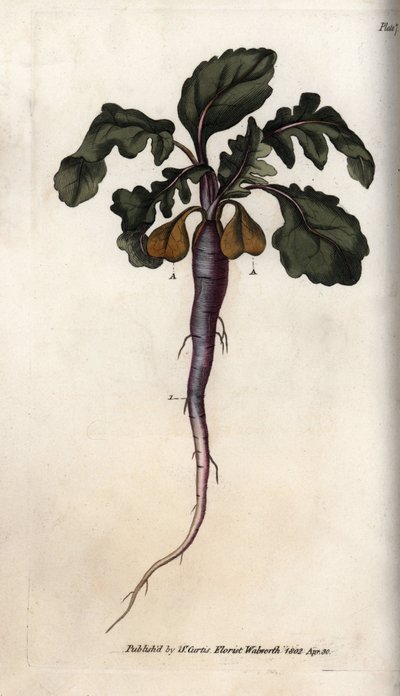 Radis, racine potagère (illustration de Sydenham Edwards) - Sydenham Teast Edwards