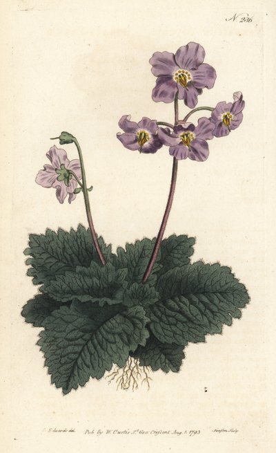 Ramonde des Pyrénées - Sydenham Teast Edwards