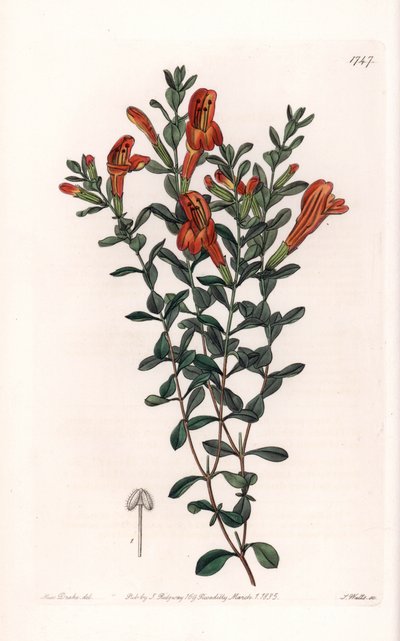 Clinopode rouge variété - Sydenham Teast Edwards
