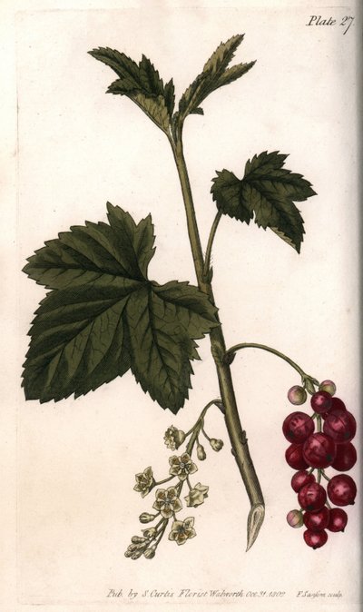 Groseille rouge - Sydenham Teast Edwards