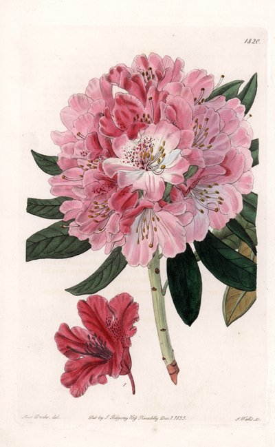 Rhododendron hybride Variete - Gravure par S.Watts, d