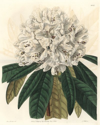 Rhododendron ou azalée à fleurs blanches, originaire du Népal - du Botanical Register - Sydenham Teast Edwards