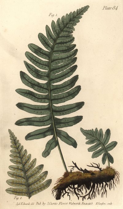 Fougère polypode, Polypodium vulgare, Filices - Sydenham Teast Edwards