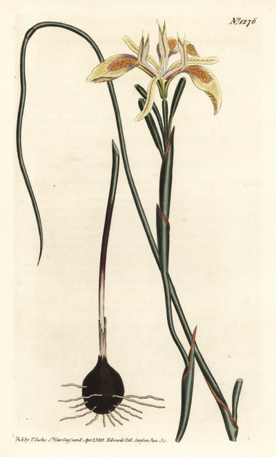 Moraea à feuilles roulées - Sydenham Teast Edwards