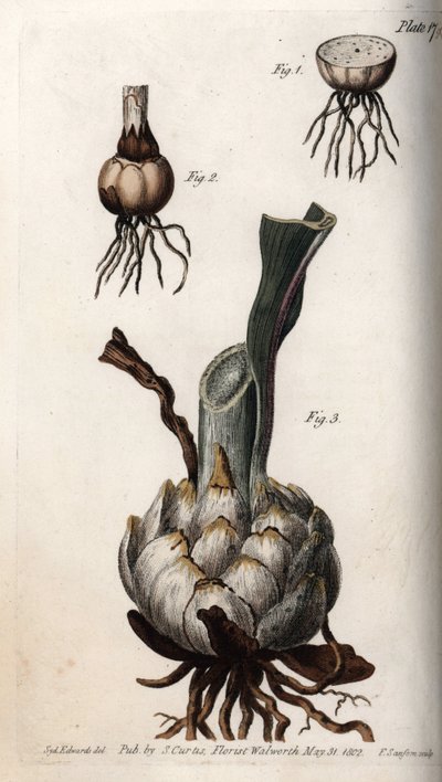 Racine et bulbe de lys. Gravure sur cuivre coloriée, illustration de Sydenham Edwards (1768-1819) pour les conférences de botanique, jardin botanique de Lambeth (Angleterre) - Sydenham Teast Edwards