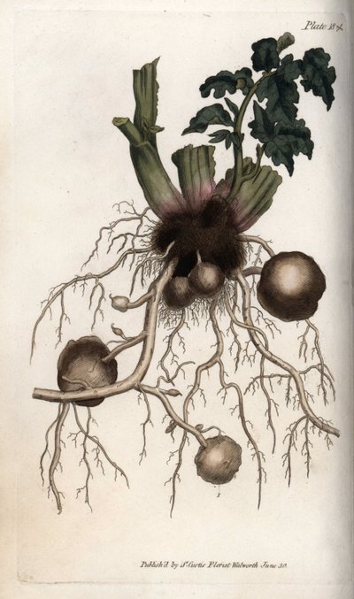 Racines et tubercules de pomme de terre de semence - Sydenham Teast Edwards