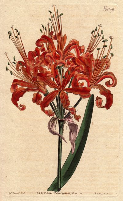 Amaryllis saumon, avec fleur orange bouclée, fleurissant d