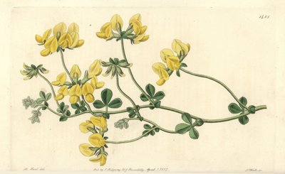 Lotus des sables - Sydenham Teast Edwards
