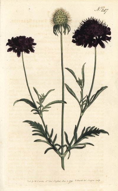 Scabieuse des jardins - Sydenham Teast Edwards