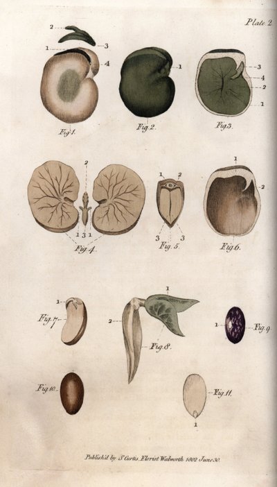 Graines et leurs sections : variétés de haricot commun et graine de figue. Gravure sur cuivre coloriée, illustration de Sydenham Edwards (1768-1819) pour les conférences de botanique, jardin botanique de Lambeth (Angleterre) - Sydenham Teast Edwards