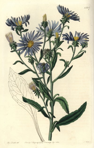 Aster spectaculaire, Aster spectabilis. Gravure à la main en couleur par S. Watts d
