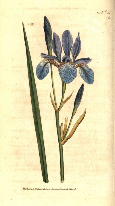 Iris de Sibérie - Iris sibirica - Sydenham Teast Edwards