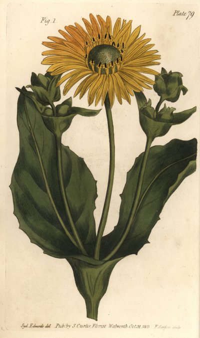 Silphium ou rosinweed, Silphium asteriscus, Polygamia nessaria - Sydenham Teast Edwards
