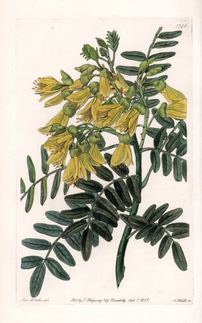 Sophora sud-américaine variete - du Botanical Register de Sydenham Edwards - Sydenham Teast Edwards