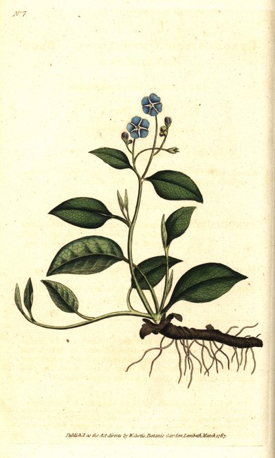 Omphalodes printanière ou petite bourrache - Omphalodes verna - Sydenham Teast Edwards