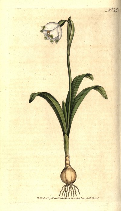 Perce-neige de printemps - Leucojum vernum - Sydenham Teast Edwards
