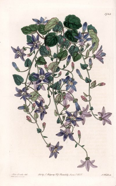 Campanule étoilée - du Botanical Register de Sydenham Edwards - Sydenham Teast Edwards