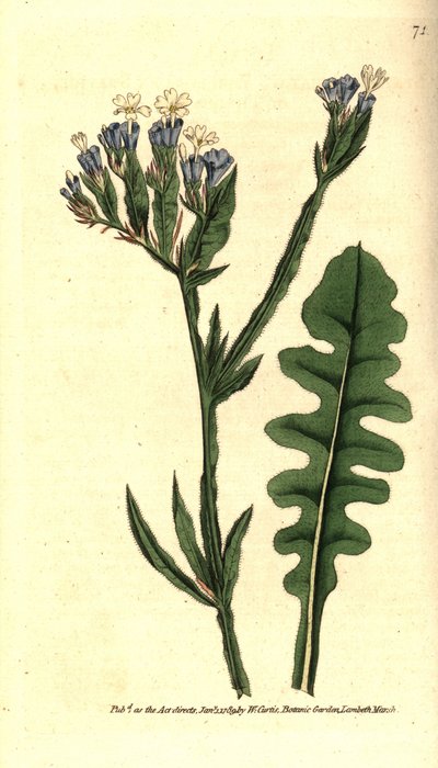 Statice sinuée - Sydenham Teast Edwards