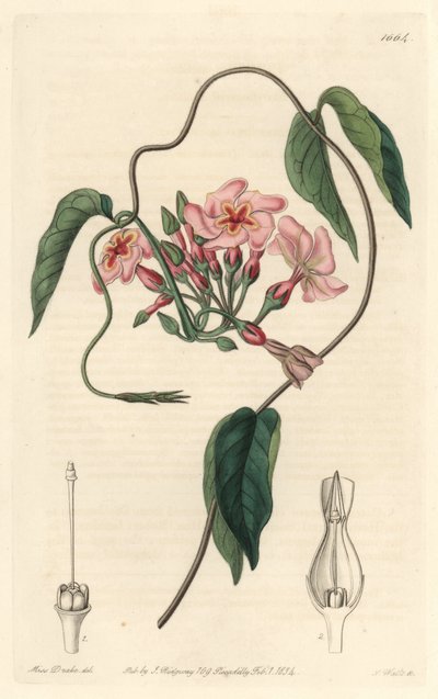 Échite stellaire, natif du Brésil - Sydenham Teast Edwards