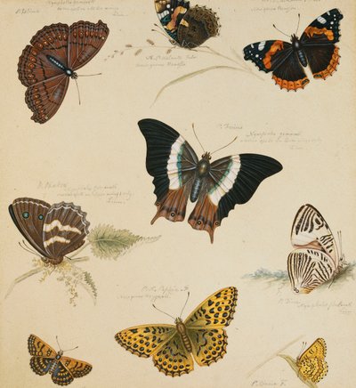 Études de papillons et d