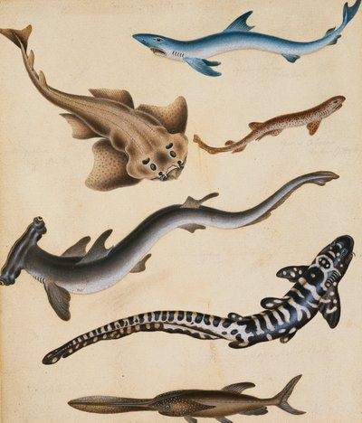 Études de poissons, y compris requin, brochet, carpe et dorade - Sydenham Teast Edwards